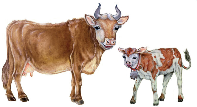 a realistic illustration of a cow (Bos taurus) and her veal on white.
