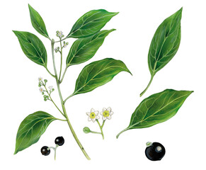 realistic botanic illustration of camphor tree (Cinnamomum camphora) with a branch with leaves, flowers and fruits