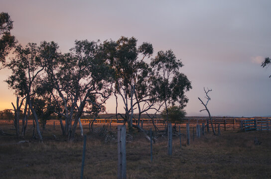 Cattle yard at sunset