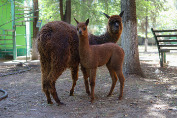 Llama and cub on a blurred background of the farm. A South American camel beast of burden with...