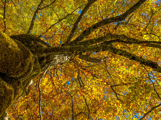 Stamm und Blätterdach eines herbstlichen Ahorn-Baumes