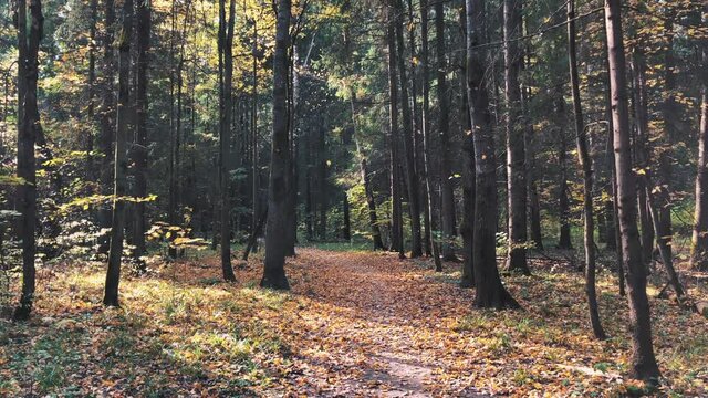Leaves falling down from trees in autumn forest. Zoom in