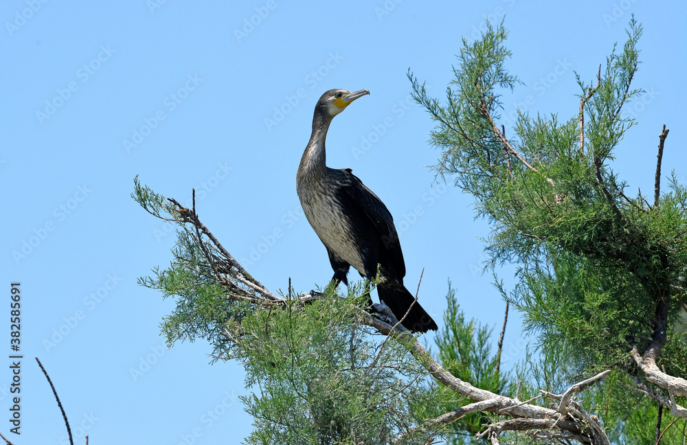 Poster Great cormorant / Kormoran (Phalacrocorax carbo) 