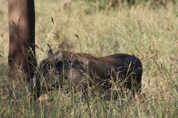 Photos taken in Kruger National Park