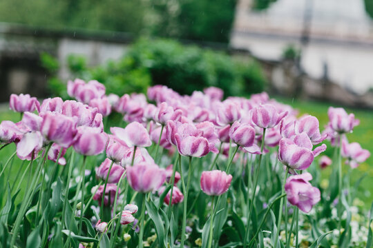 Little garden plot filled with purple tulips