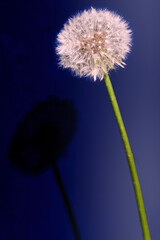 Dandelion with shadow on blue background