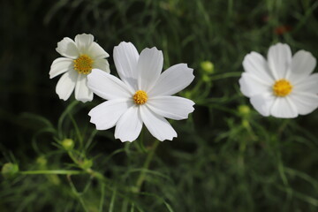 日本の秋の野原に咲く白いコスモスの花