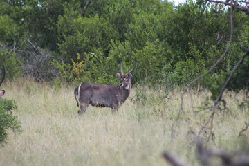 Photos taken in Kruger National Park