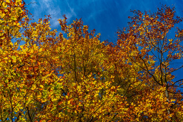 Blätterdach eines herbstlichen Ahorns