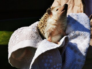 Little cute domestic hedgehog in a towel, held in girls hands