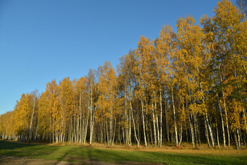 Birches in autumn park