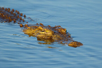 Portrait of a large Nile crocodile (Crocodylus niloticus) in water, Kruger National Park, South...