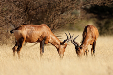 Pair of red hartebeest (Alcelaphus buselaphus) in grassland, Mokala National Park, South Africa.