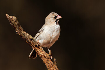 A small scaly-feathered weaver (Sporopipes squamifrons) perched on a branch, South Africa.