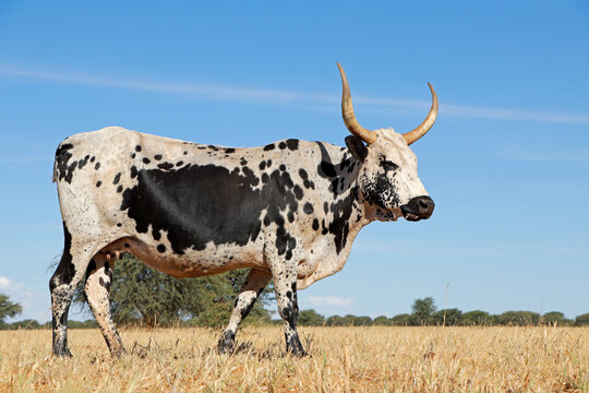 Nguni cow - indigenous cattle breed of South Africa - on a rural farm.
