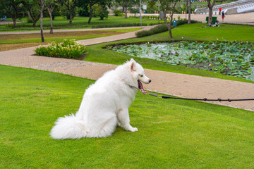 Lovely samoyed dog sitting in the park
