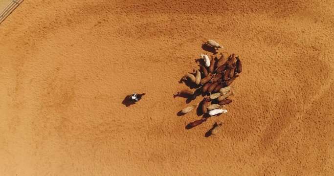 Aerial drone above cow herd in a horse farm ranch. Cowboy man on stallion at ranch leading domestic animals in farmland. Beef and cow industry concept