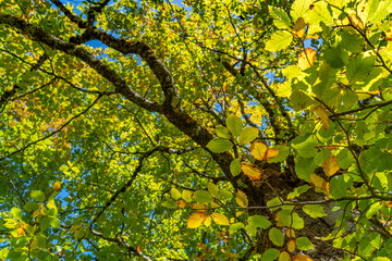 Bunte Blätter einer Buche im Sonnenlicht