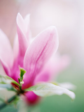 Pastel pink tones on Magnolia flower's petal