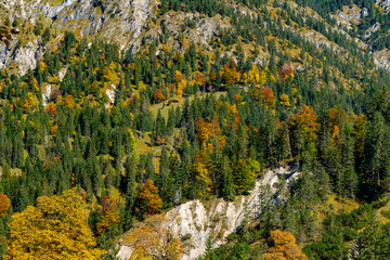 Herbstlich bunter Nadelwald im Gebirge