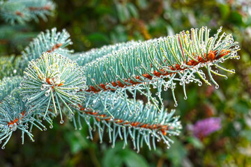 Naklejka na ściany i meble Morning dew on the branches of a blue fir tree 