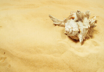 seashell on sand