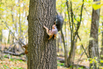 Red squirrel in the autumn forest. Plays by funny squirrels sunny day on the ground are colorful leaves of trees.