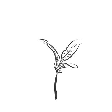 a sprout or young tree grows