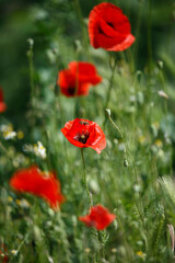 Field of poppies and greens