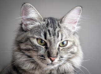 Portrait of a Norwegian forest cat on a light background. The kitten is five months old..