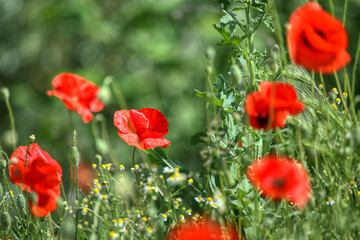 Field of poppies and greens