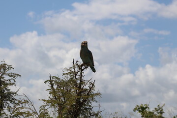 Photos taken in Kruger National Park