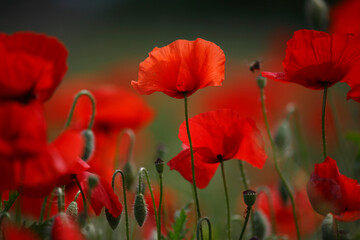 Fototapeta premium Field of poppies and greens