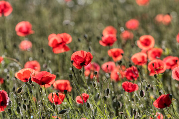 Field of poppies and greens