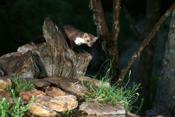 Stone marten with the last lights of day in a riverside forest