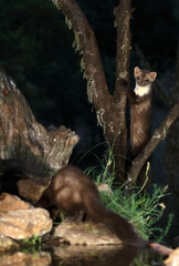 Stone marten at a water point in the early evening
