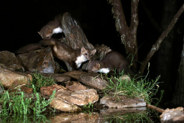 Stone marten with the last lights of day in a riverside forest
