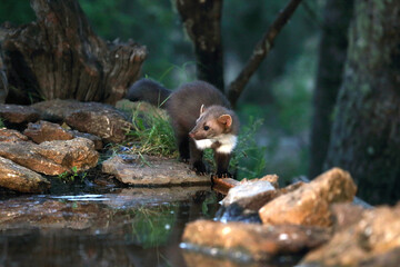 Stone marten at a water point in the early evening