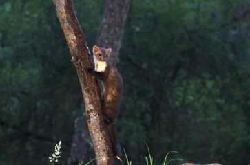 Stone marten with the last lights of day in a riverside forest