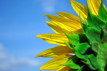 Fototapeta na wymiar Blooming sunflower back view, cloudy blurry sky soft bokeh background
