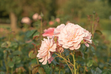 A bunch of beautiful soft pink roses in full bloom in the rose garden in Tralee, Kerry, Ireland.