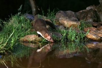 Stone marten with the last lights of day in a riverside forest