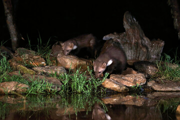 Obraz premium Stone marten at a water point in the early evening