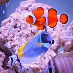 fish in aquarium