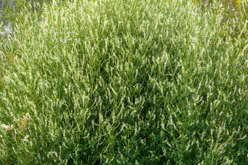 Lush flowering  Bush of donnik white ,Melilotus albus,