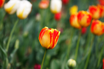 Tulips in the garden, spring