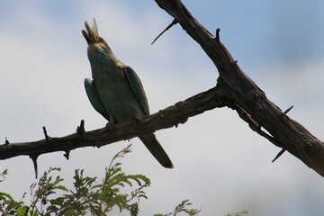 Photos taken in Kruger National Park