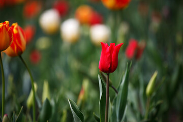 Obraz premium Tulips in the garden, spring