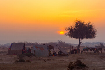 landscape with trees and cattle in sunset , Shepherds from Baluchistan , Pakistan 