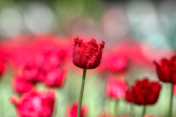 Obraz premium Tulips in the garden, spring